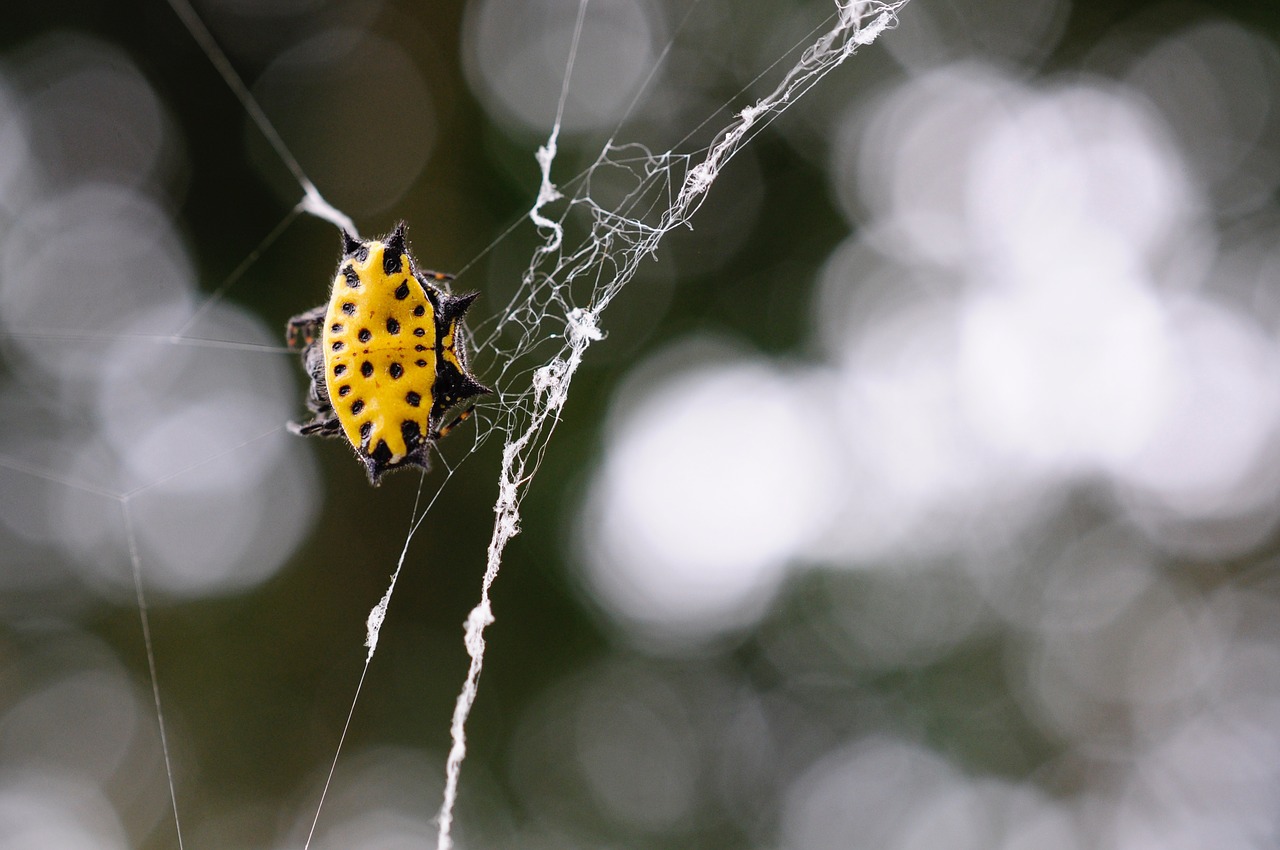 Voras, Geltona, Makro, Internetas, Vabzdžiai, Arachnid, Juoda, Nemokamos Nuotraukos,  Nemokama Licenzija