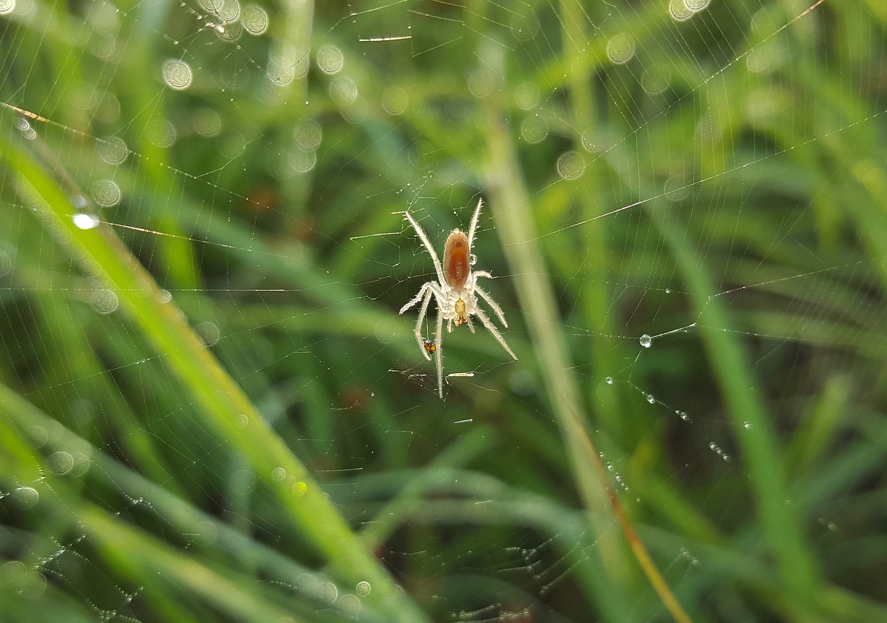 Voras, Lauko Orbweaver, Internetas, Voratinklis, Arachnid, Rasos Lašai, Iš Arti, Gamta, Bokeh, Larinia Borealis