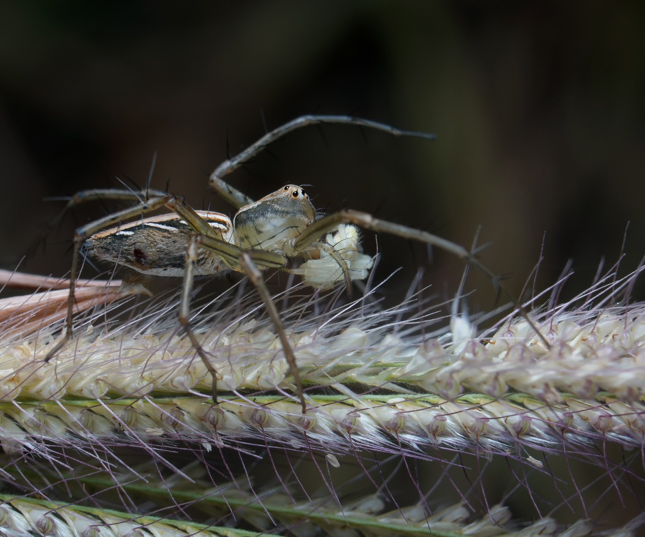 Voras, Makro, Vabzdys, Gyvūnas, Klaida, Gamta, Laukinė Gamta, Arachnid, Laukiniai, Gaudyti