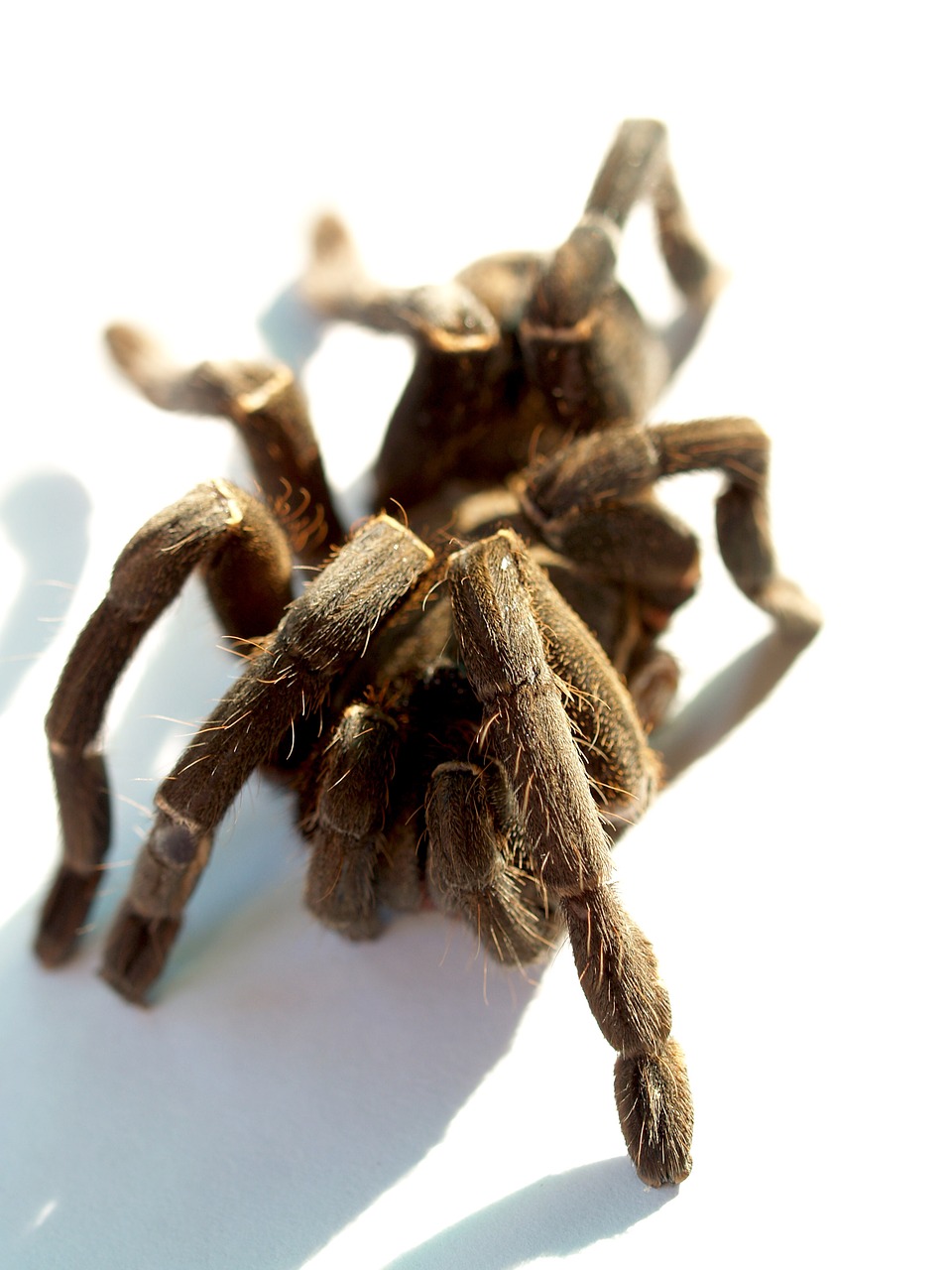 Voras, Tarantula, Nariuotakojų, Fotografija, Plaukuotas, Meksikietiškoji Raudonoji Tarantula, Ruda, Oranžinė, Carapace, Spalvotas Vaizdas