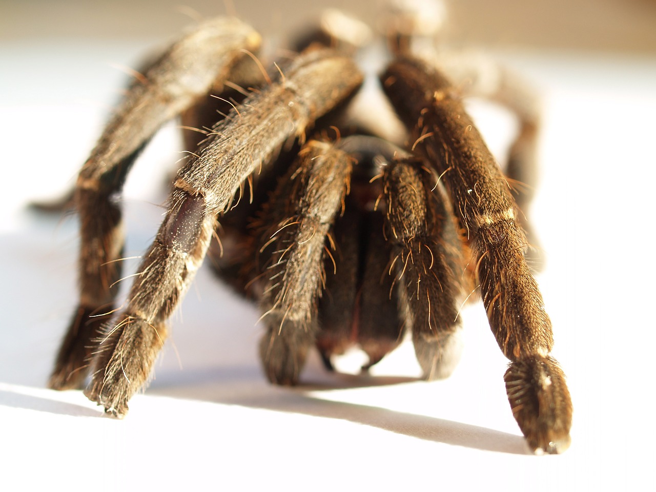 Voras, Tarantula, Nariuotakojų, Fotografija, Plaukuotas, Meksikietiškoji Raudonoji Tarantula, Ruda, Oranžinė, Carapace, Spalvotas Vaizdas