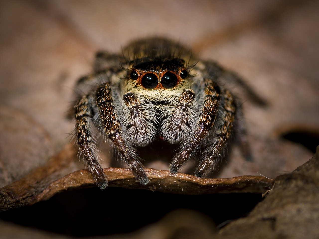 Voras, Šokinėja Voras, Mažas Voras, Uždaryti, Makro, Voragyviai, Plaukuotas, Voratinklio Makro, Gyvūnas, Nemokamos Nuotraukos