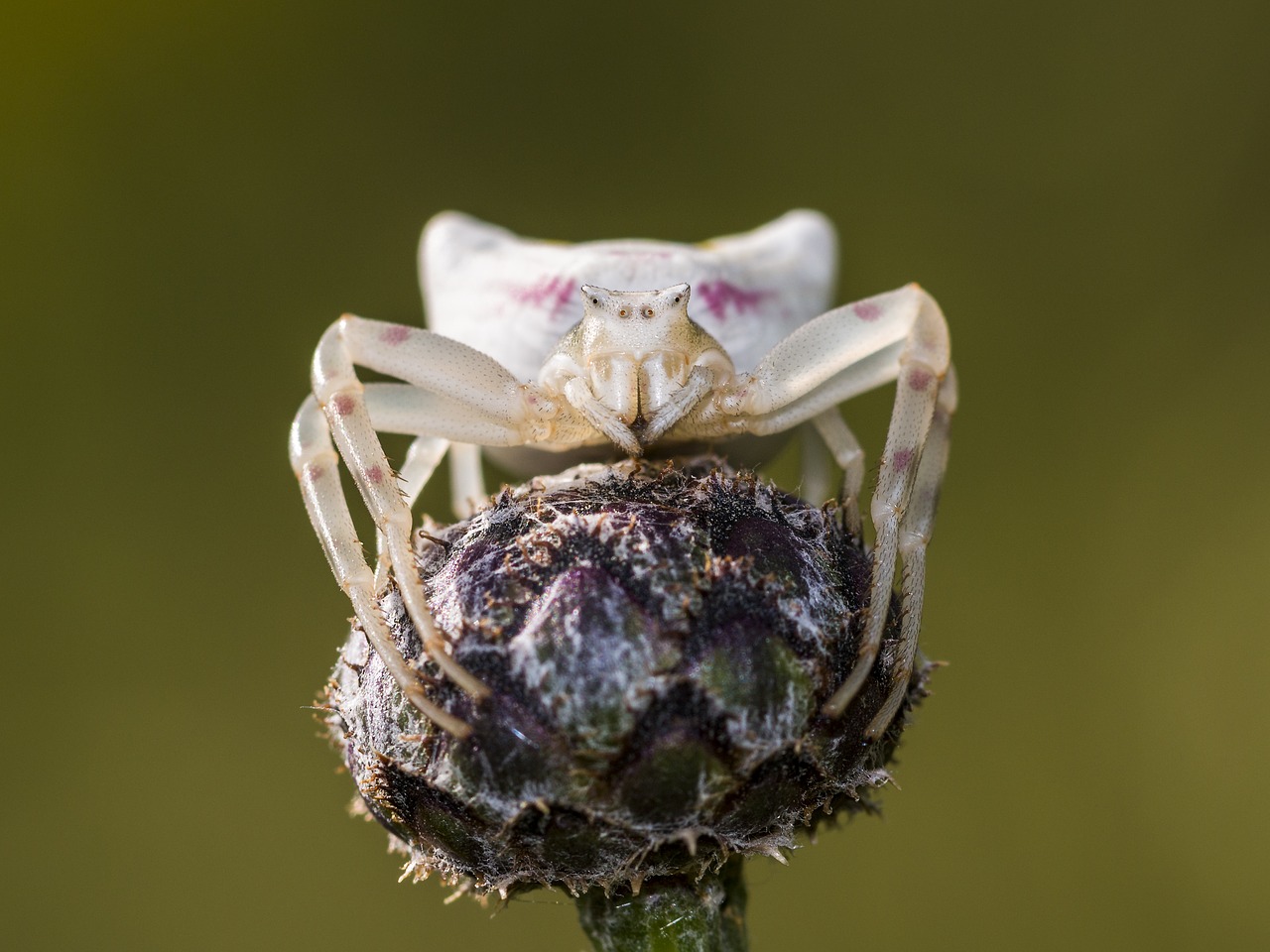 Voras, Dorsata, Voragyviai, Makro, Gamta, Medžiotojas, Vabzdys, Auksinės Krabų Voras, Nemokamos Nuotraukos,  Nemokama Licenzija