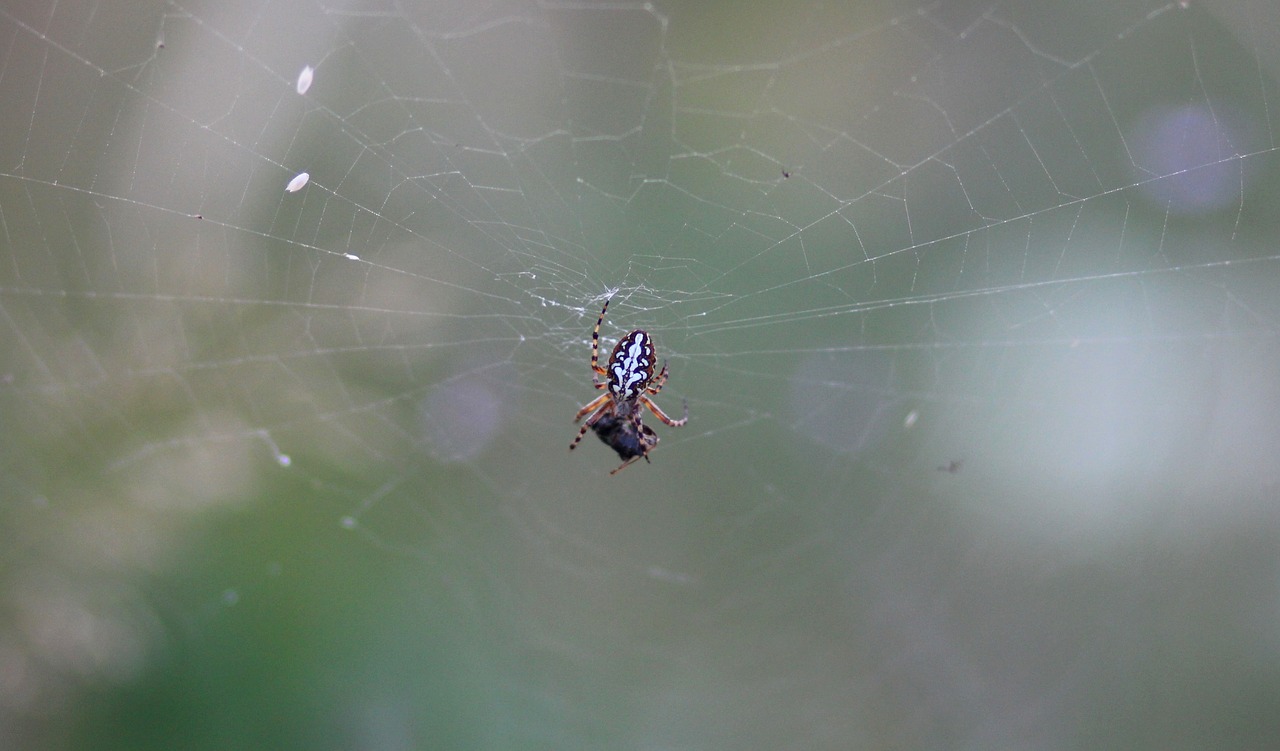 Voras, Insekta, Voratinklis, Grobis, Maistas, Nemokamos Nuotraukos,  Nemokama Licenzija