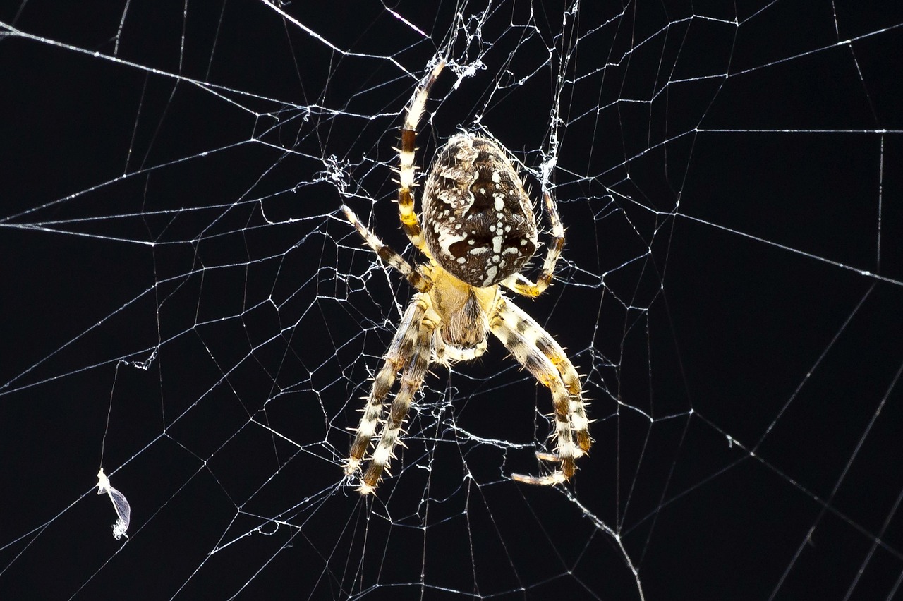 Voras, Voratinklis, Uždaryti, Vabzdys, Makro, Arachnid, Gamta, Tinklas, Nemokamos Nuotraukos,  Nemokama Licenzija