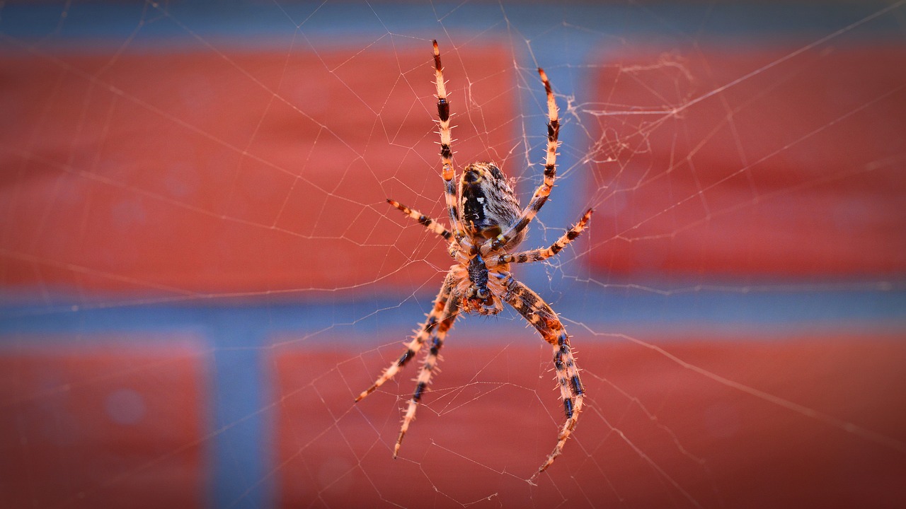 Voras, Vabzdys, Gyvūnas, Uždaryti, Arachnid, Gamta, Makro, Arachne, Nemokamos Nuotraukos,  Nemokama Licenzija