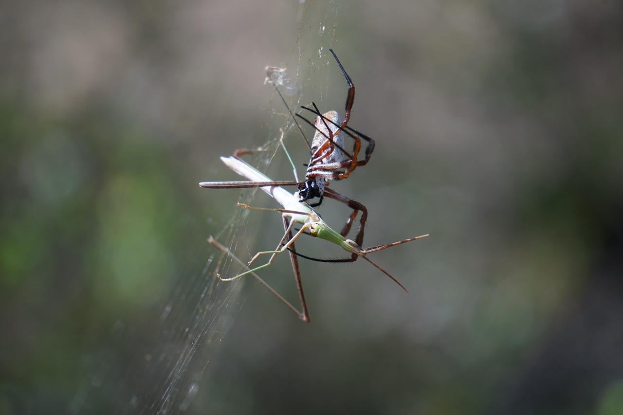 Voras, Aukso Orb Audėjas, Gamta, Arachnid, Nefilas, Orb-Audėjas, Arachnofobija, Nemokamos Nuotraukos,  Nemokama Licenzija