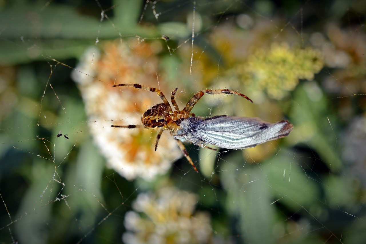 Voras, Grobis, Voras Su Grobiu, Uždaryti, Arachnid, Gamta, Vabzdys, Valgyti, Nužudyti, Padaras