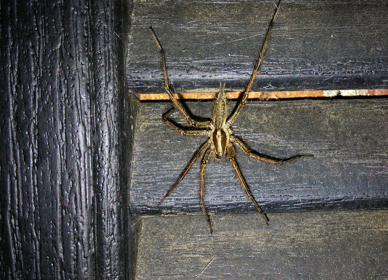 Voras, Žolės Voras, Piltuvėlis Audėjas, Gamta, Vabzdys, Arachnid, Agelenopsis, Voratinklis, Piltuvėlių Audimo Voras, Amerikietiškas Žolės Voras