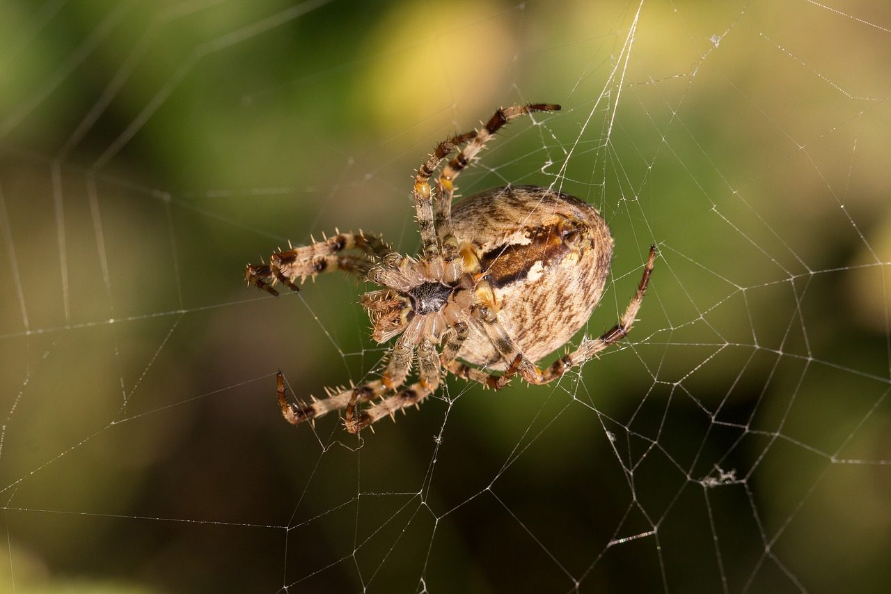 Voras, Tinklas, Voratinklis, Makro, Uždaryti, Miškas, Arachnid, Nemokamos Nuotraukos,  Nemokama Licenzija