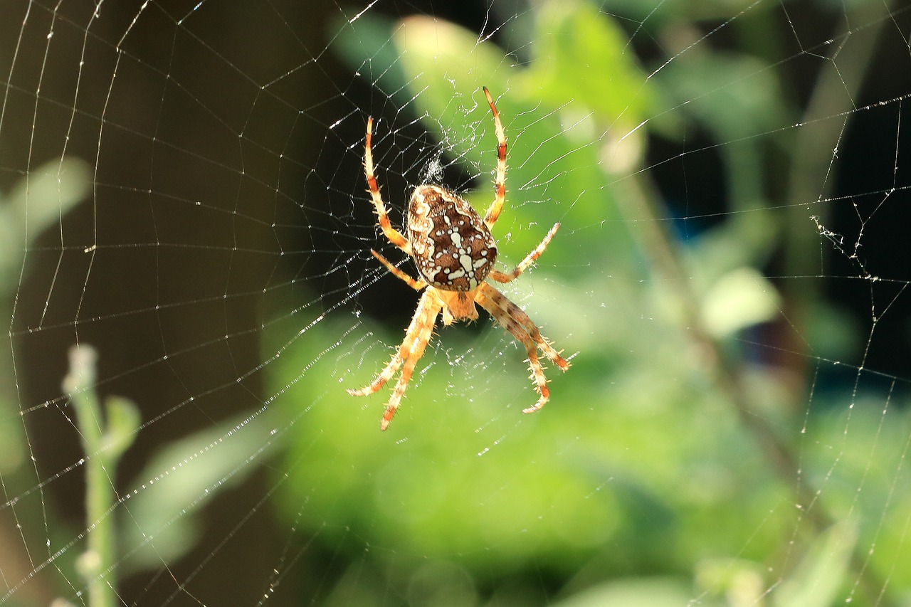 Voras, Voratinklis, Uždaryti, Gamta, Arachnid, Kirsti, Vabzdys, Nemokamos Nuotraukos,  Nemokama Licenzija