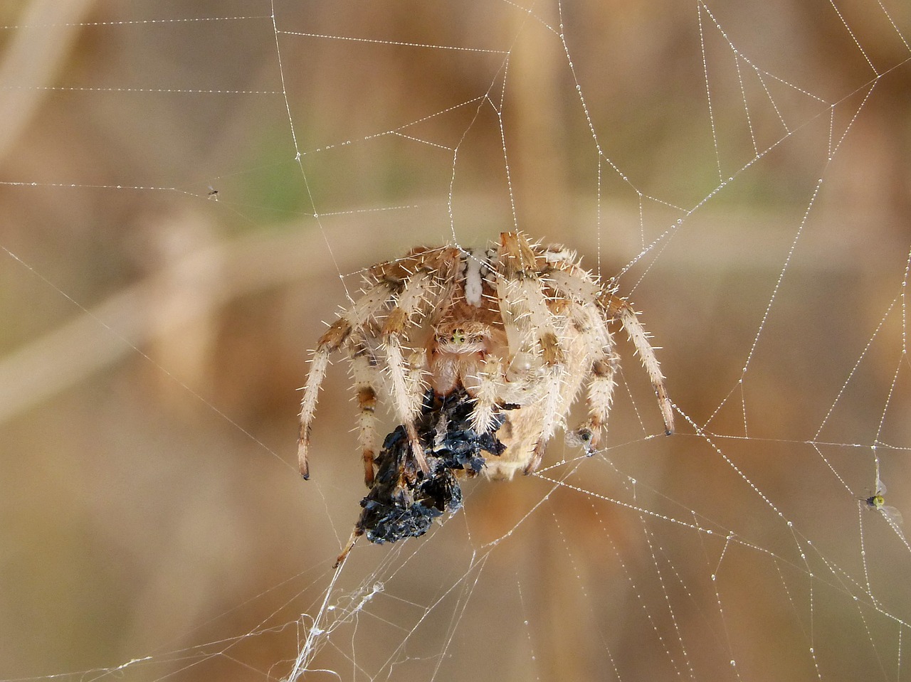 Voras, Internetas, Araneus Diadematus, Praryja Vabzdį, Medžioti, Europinis Sodo Voras, Kryžminis Voras, Nemokamos Nuotraukos,  Nemokama Licenzija