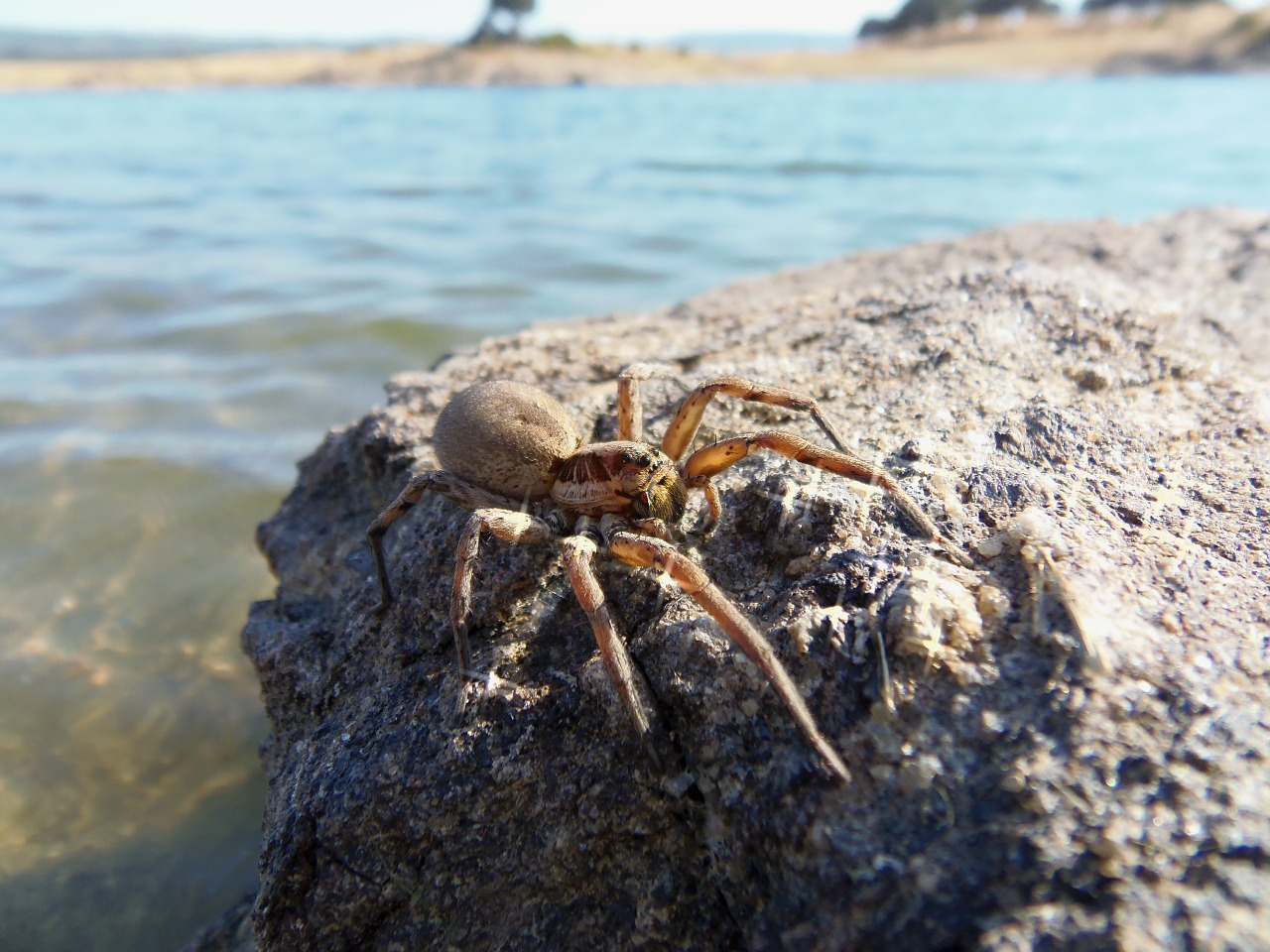 Voras, Vabzdžiai, Gamta, Tarantula, Nemokamos Nuotraukos,  Nemokama Licenzija