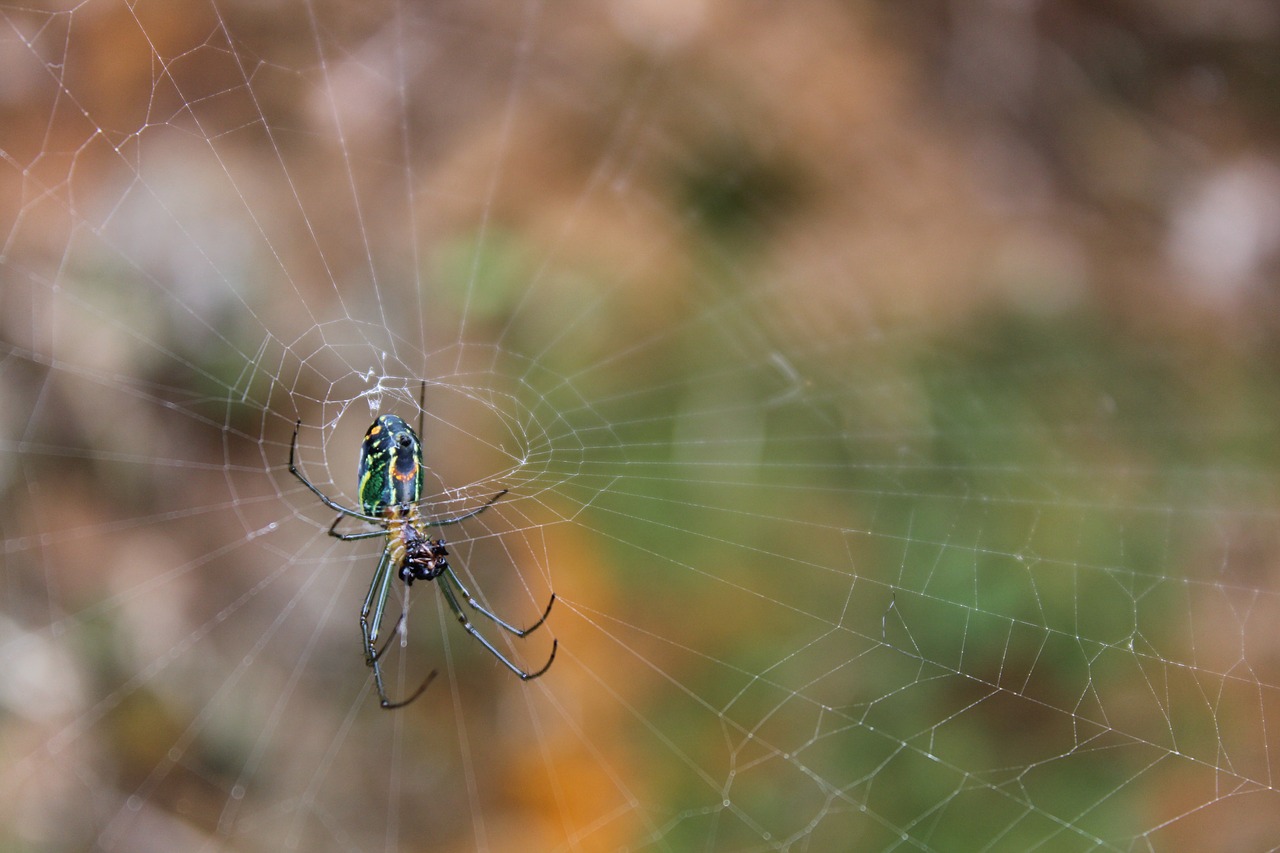 Voras, Internetas, Tinklas, Arachnid, Gamta, Vabzdys, Fauna, Metodas, Nemokamos Nuotraukos,  Nemokama Licenzija