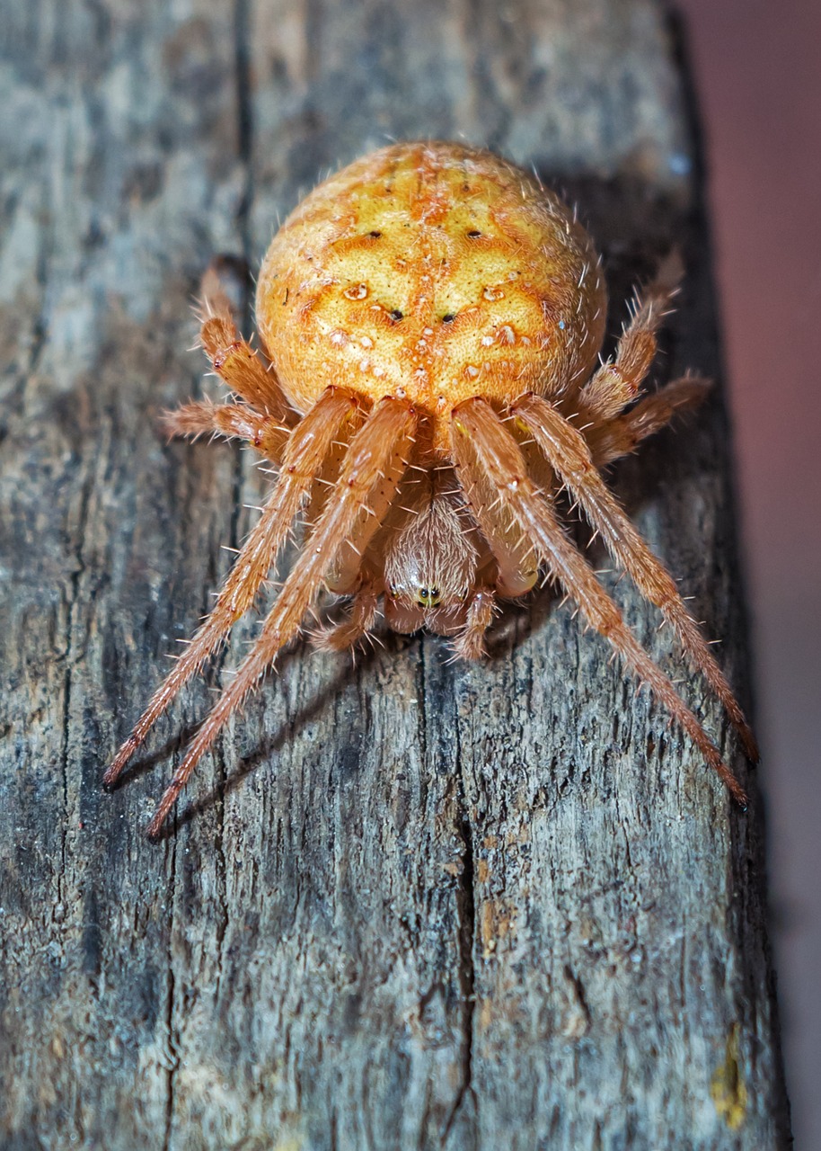 Voras, Su, Araneidae, Arachnida, Nariuotakojų, Vorai, Plaukuotas, Gamta, Nemokamos Nuotraukos,  Nemokama Licenzija