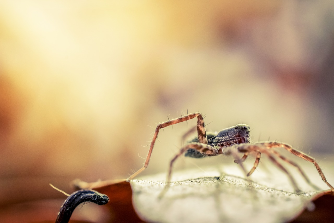 Voras, Makro, Vabzdys, Gyvūnas, Arachnid, Gamta, Lauke, Sodas, Natūralus, Vasara