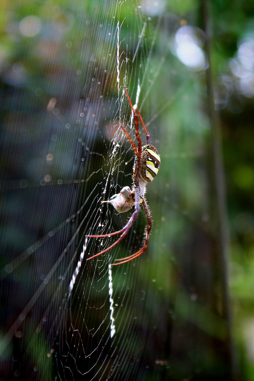 Voras, Araneae, Gamta, Makro, Gyvūnas, Šokinėja, Natūralus, Pavojus, Internetas, Laukinė Gamta