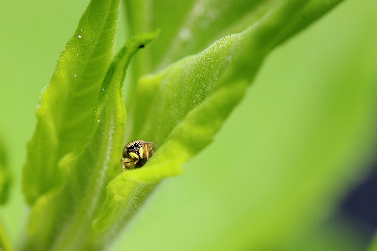 Voras, Vabzdys, Makro, Gamta, Arachnid, Nemokamos Nuotraukos,  Nemokama Licenzija