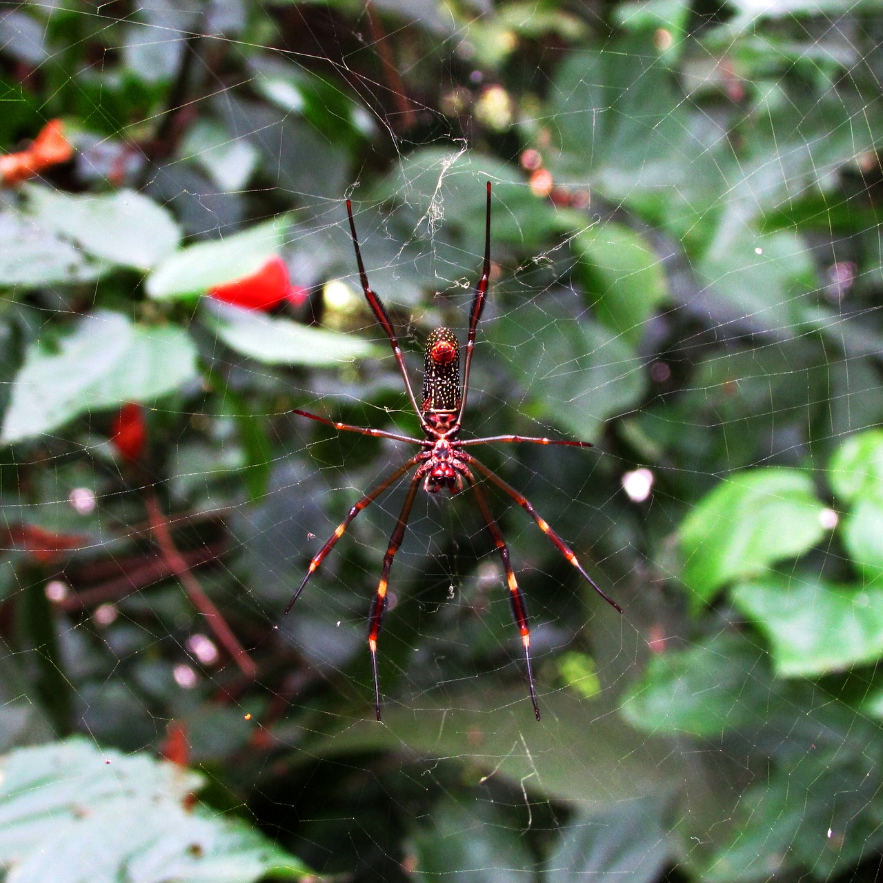 Voras, Internetas, Vabzdys, Arachnid, Makro, Nemokamos Nuotraukos,  Nemokama Licenzija