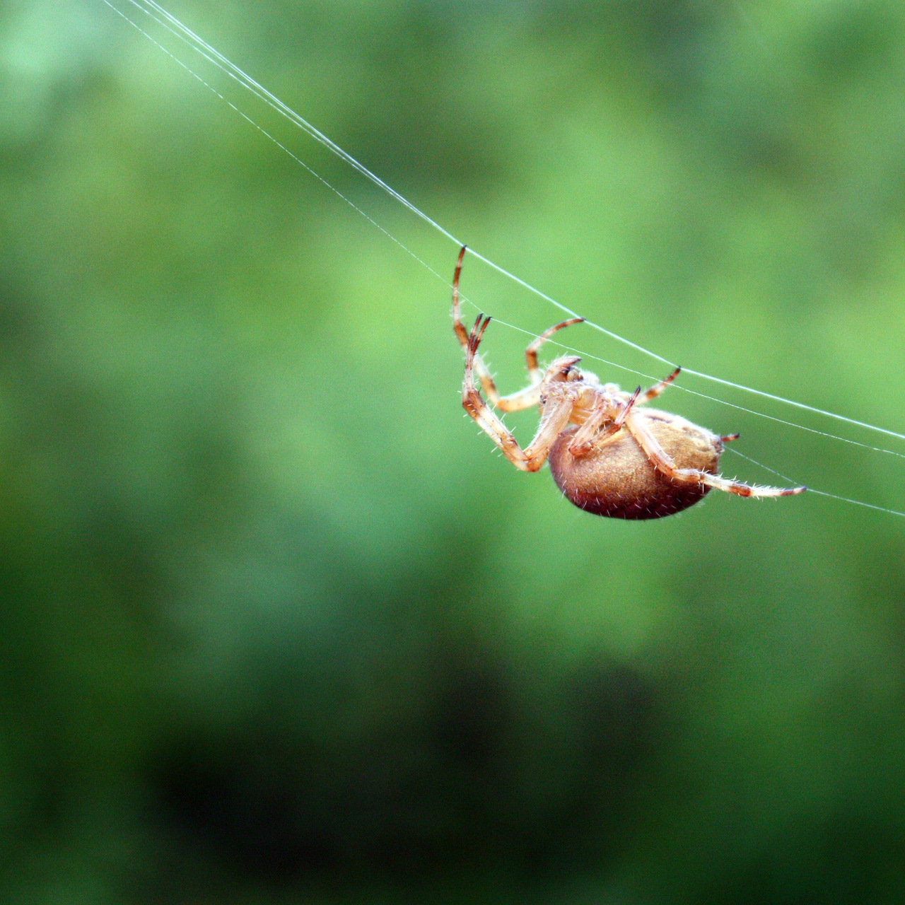 Voras, Vabzdys, Šokinėja Voras, Interneto Voras, Creepy, Makro, Uždaryti, Arachnophobisch, Tarantula, Arachnid