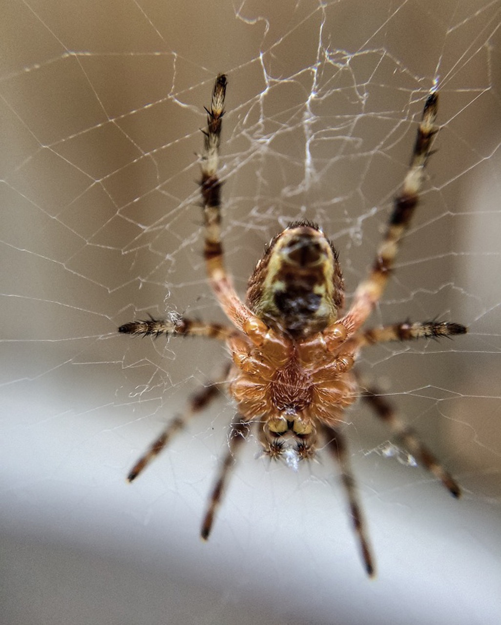 Voras, Gamta, Natūralus, Internetas, Arachnid, Vabzdys, Makro, Voratinklis, Klaida, Plaukuotas