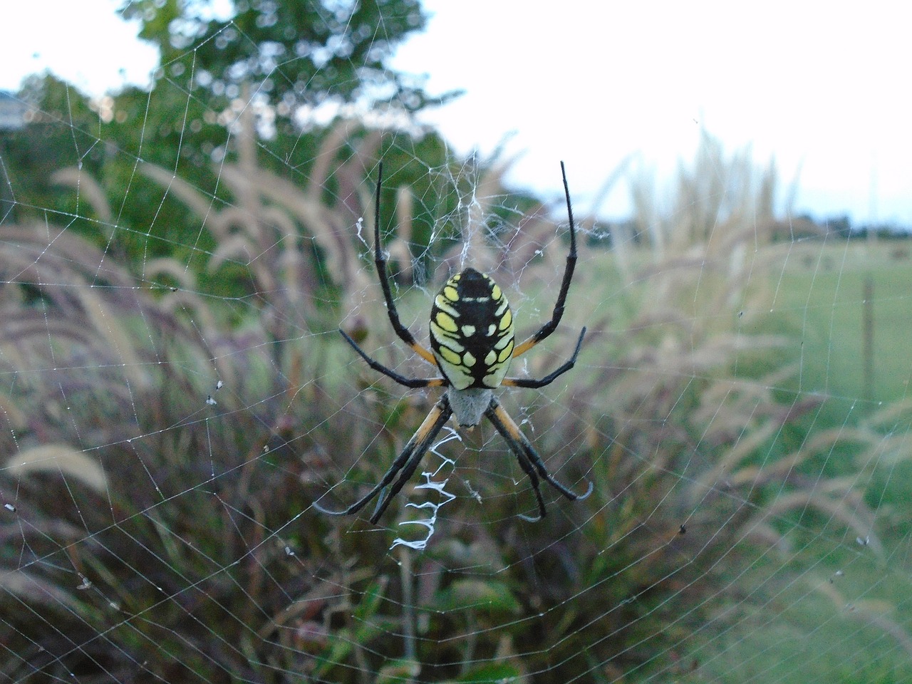 Voras, Creepy, Gamta, Internetas, Laukinė Gamta, Arachnofobija, Arachnid, Baugus, Kojos, Sodas