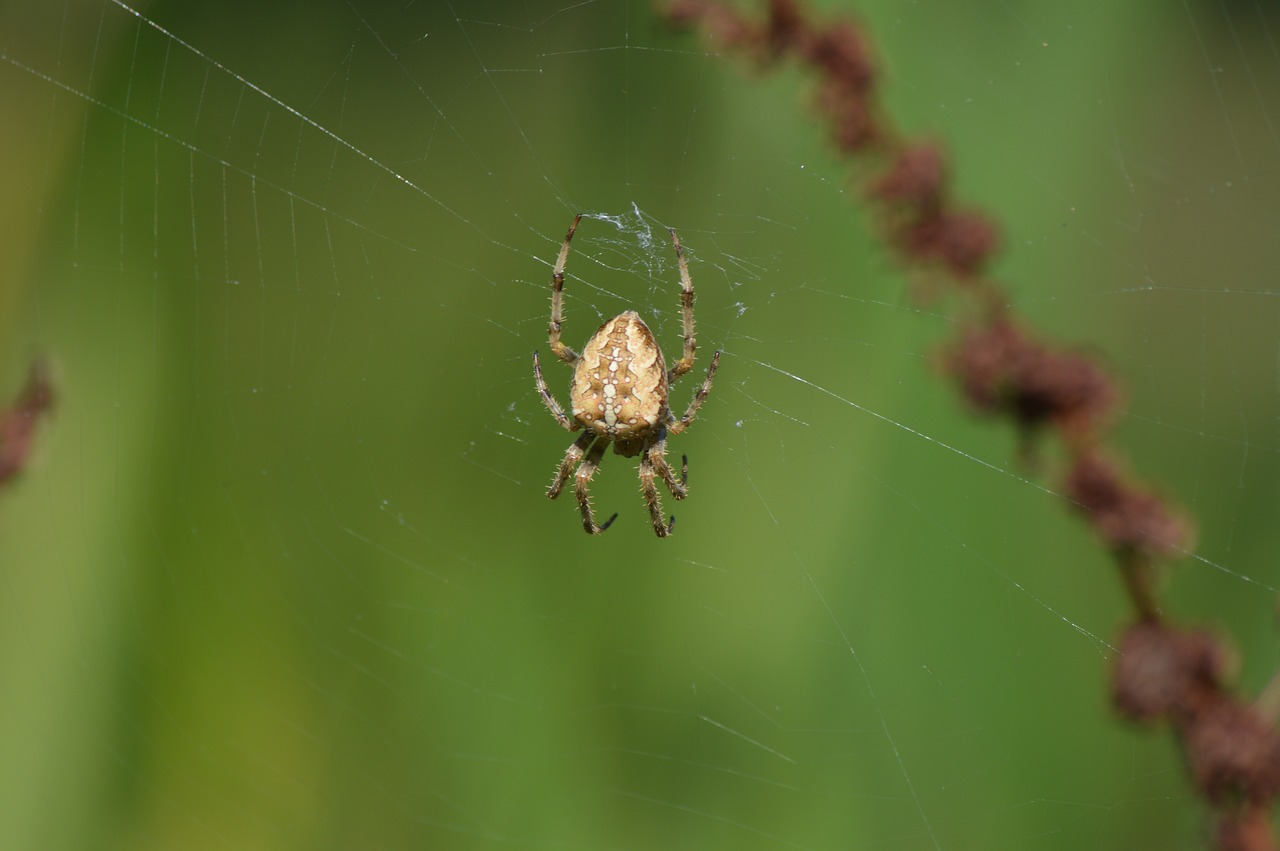 Voras, Vabzdys, Gyvūnas, Gamta, Arachnid, Nemokamos Nuotraukos,  Nemokama Licenzija