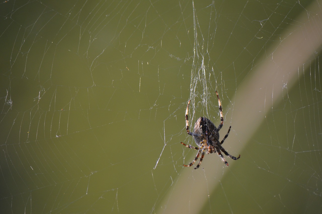 Voras, Vabzdys, Gyvūnas, Gamta, Arachnid, Internetas, Nemokamos Nuotraukos,  Nemokama Licenzija