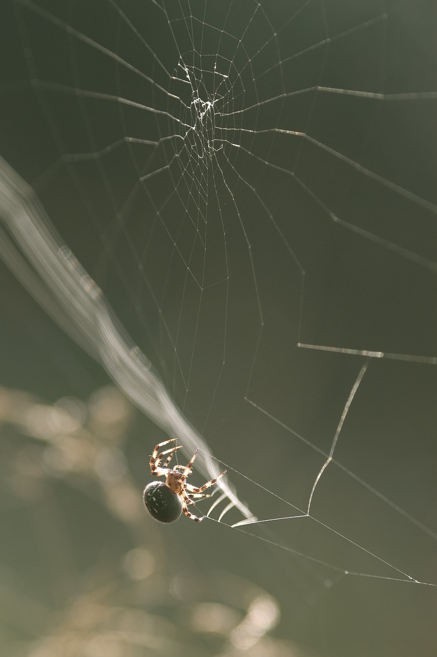 Voras, Gamta, Internetas, Voratinklis, Arachnid, Arachnofobija, Voratinklis, Laukinė Gamta, Makro, Natūralus