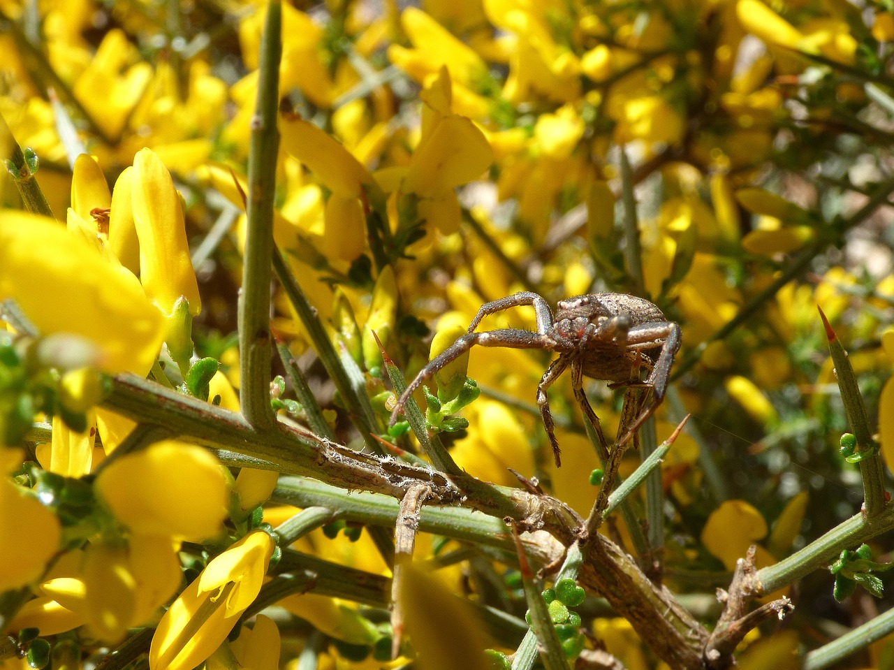 Voras, Arachnid, Genista Scorpius, Aliaga, Erškėčių, Grėsmė, Nemokamos Nuotraukos,  Nemokama Licenzija