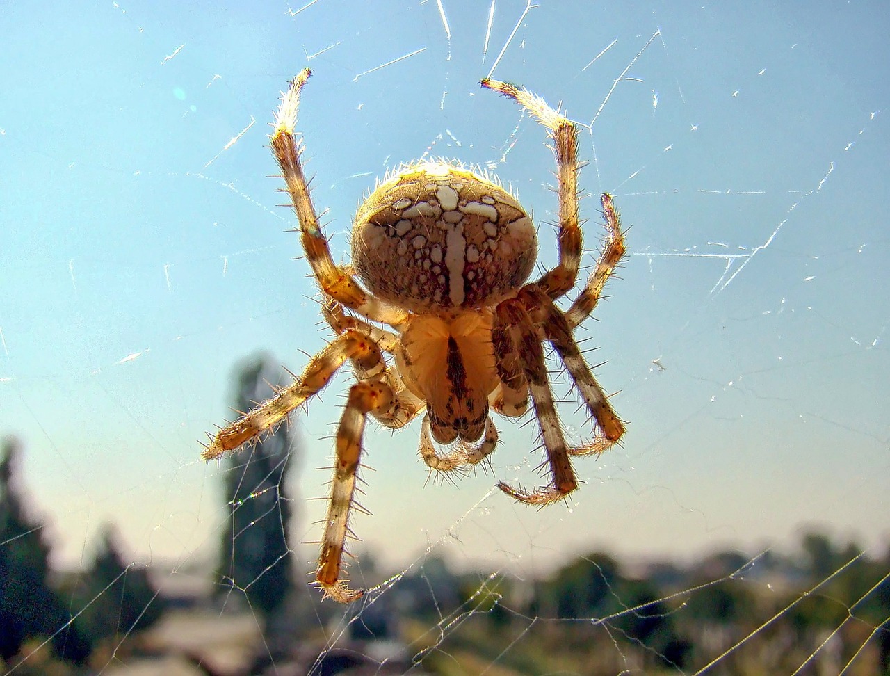 Voras, Vabzdžiai, Gamta, Laukinė Gamta, Baimė, Baugus, Arachnofobija, Nemokamos Nuotraukos,  Nemokama Licenzija