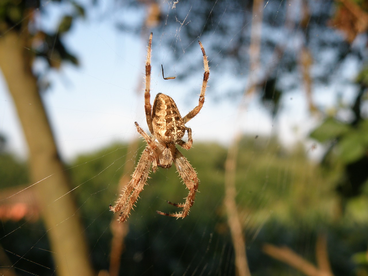 Voras, Gamta, Arachnid, Nemokamos Nuotraukos,  Nemokama Licenzija