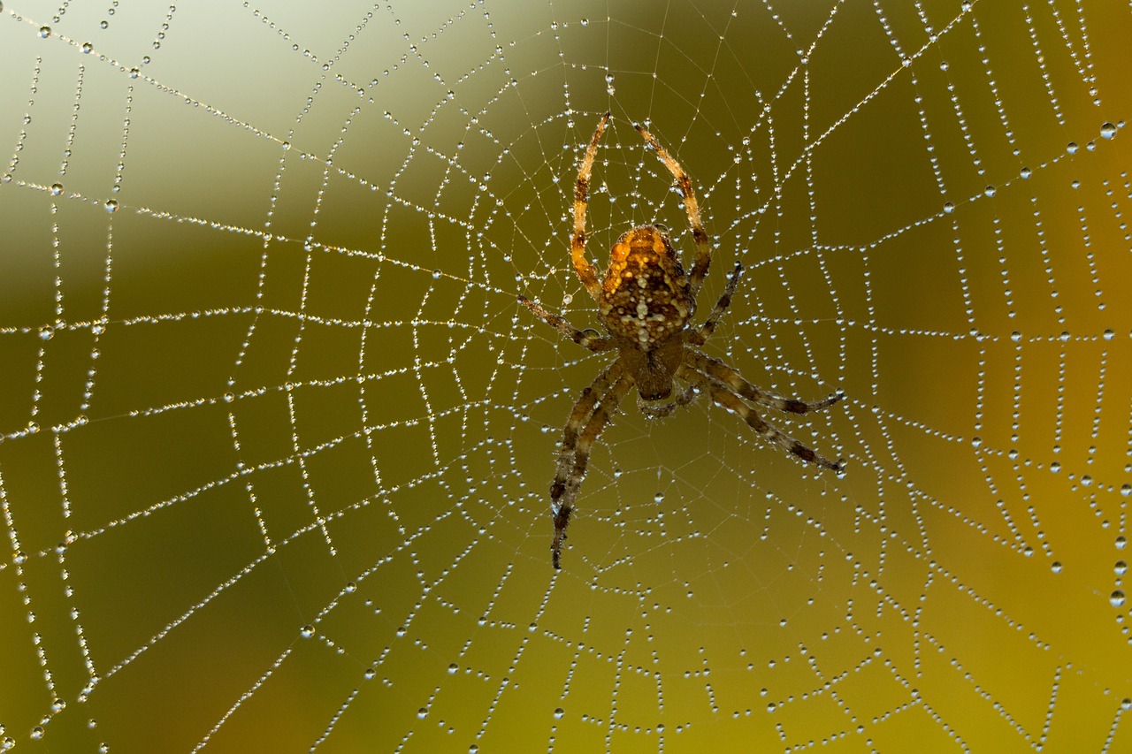 Voras, Voratinklis, Uždaryti, Arachnid, Gyvūnas, Tinklas, Gamta, Makro, Nemokamos Nuotraukos,  Nemokama Licenzija