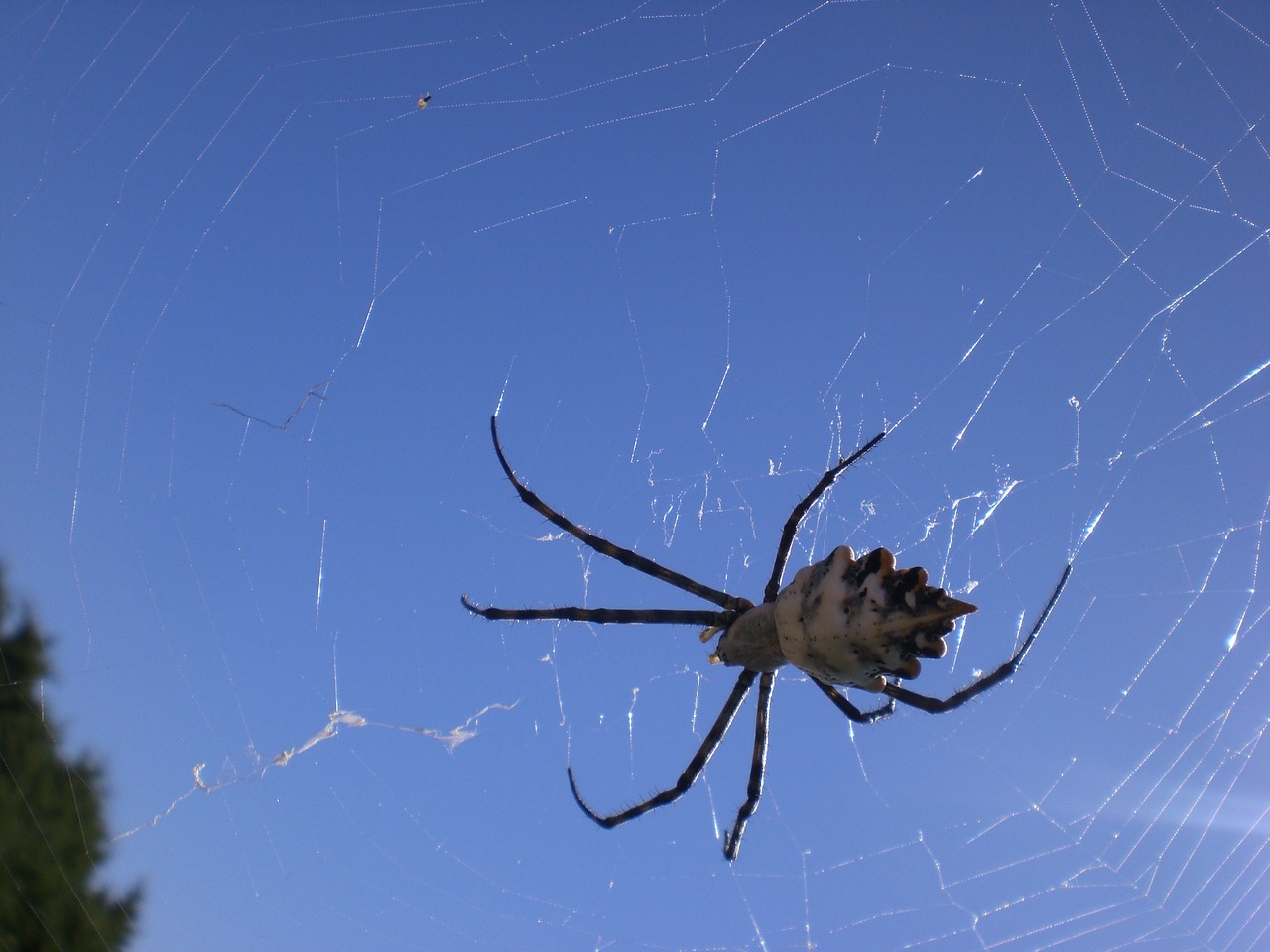 Voras, Arachnoidas, Voratinklio Fobija, Vabzdys, Formentera, Voratinklis, Tinklas, Arachnid, Gamta, Gyvūnų Pasaulis