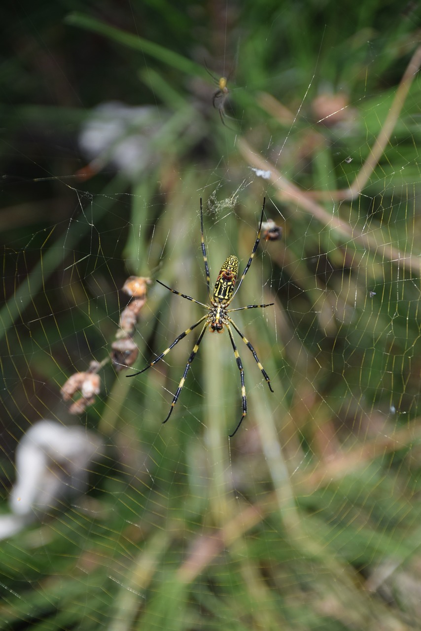 Voras, Voratinklis, Gamta, Vabzdys, Arachnid, Tinklas, Voro Tinklas, Pavasaris, Kraštovaizdis, Vasara