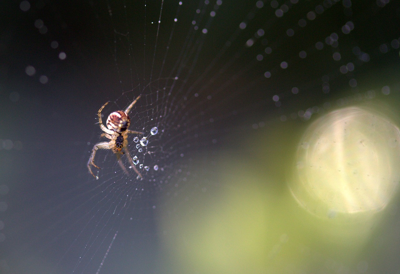 Voras, Vieta, Rasa, Lašai, Gamta, Arachnid, Nemokamos Nuotraukos,  Nemokama Licenzija