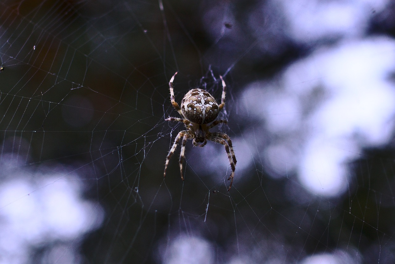 Voras, Gamta, Laukinė Gamta, Gyvūnas, Arachnofobija, Natūralus, Voratinklis, Nemokamos Nuotraukos,  Nemokama Licenzija