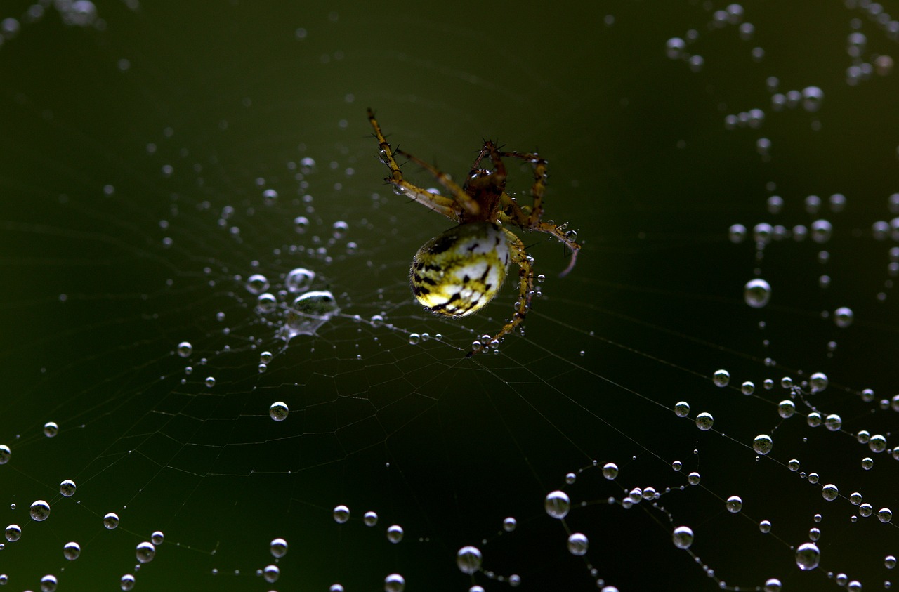 Voras, Voratinklis, Užsikabinęs, Arachnid, Vieta, Lašai, Rasa, Nemokamos Nuotraukos,  Nemokama Licenzija