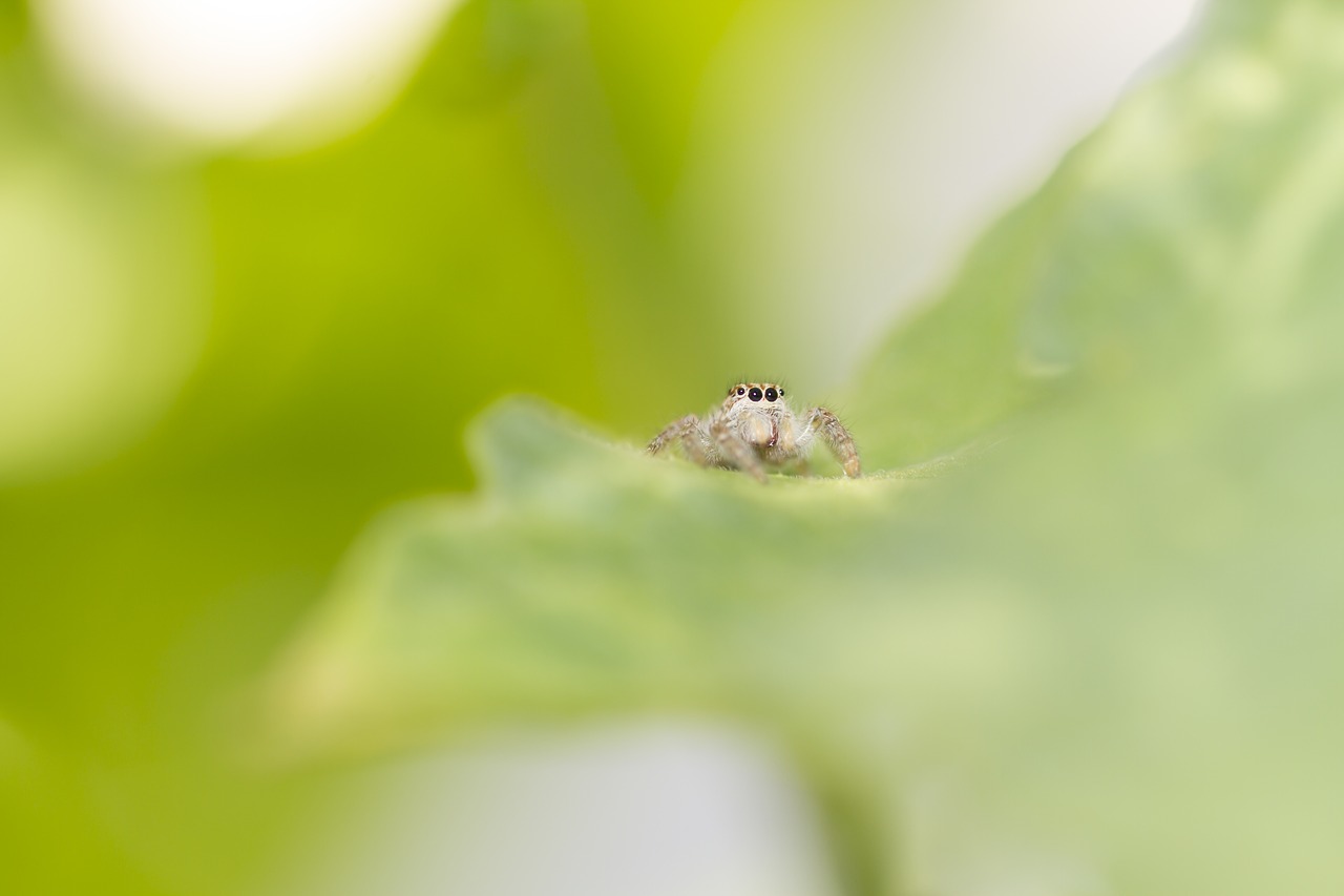 Voras, Lapai, Gamta, Makro, Arachnid, Sodas, Vabzdys, Žali Lapai, Nemokamos Nuotraukos,  Nemokama Licenzija