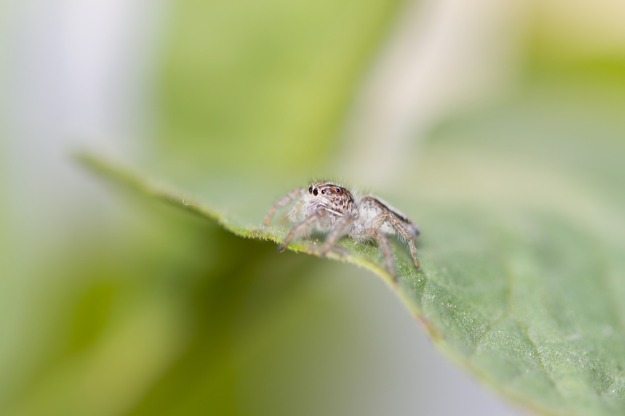 Voras, Sodas, Žali Lapai, Vabzdys, Gamta, Makro, Arachnid, Žalias, Nemokamos Nuotraukos,  Nemokama Licenzija