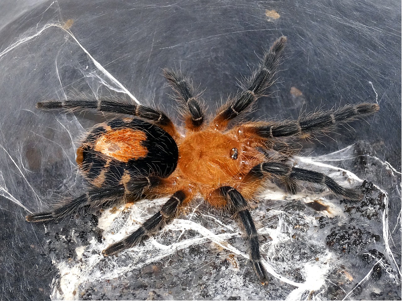 Voras, Tarantula, Creepy, Arachnofobija, Terariumas, Nemokamos Nuotraukos,  Nemokama Licenzija