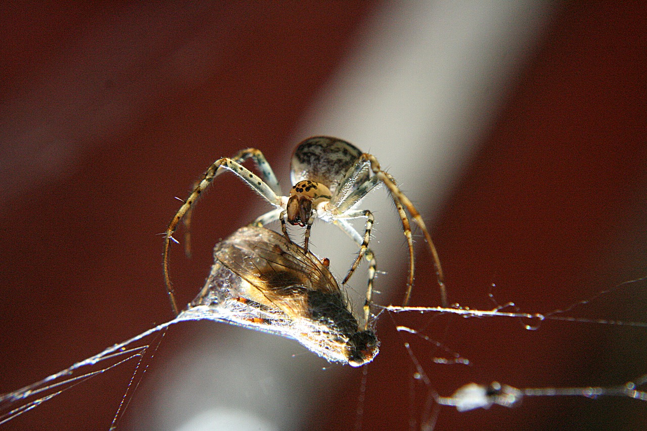 Voras, Gamta, Vabzdžiai, Makro, Laukinė Gamta, Klaida, Arachnid, Nemokamos Nuotraukos,  Nemokama Licenzija