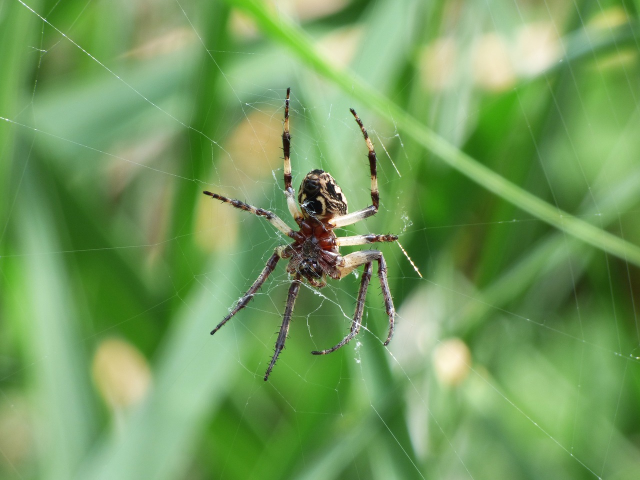 Voras, Arachnid, Agalenatea Redii, Internetas, Pelkė, Plėšrūnas, Nemokamos Nuotraukos,  Nemokama Licenzija