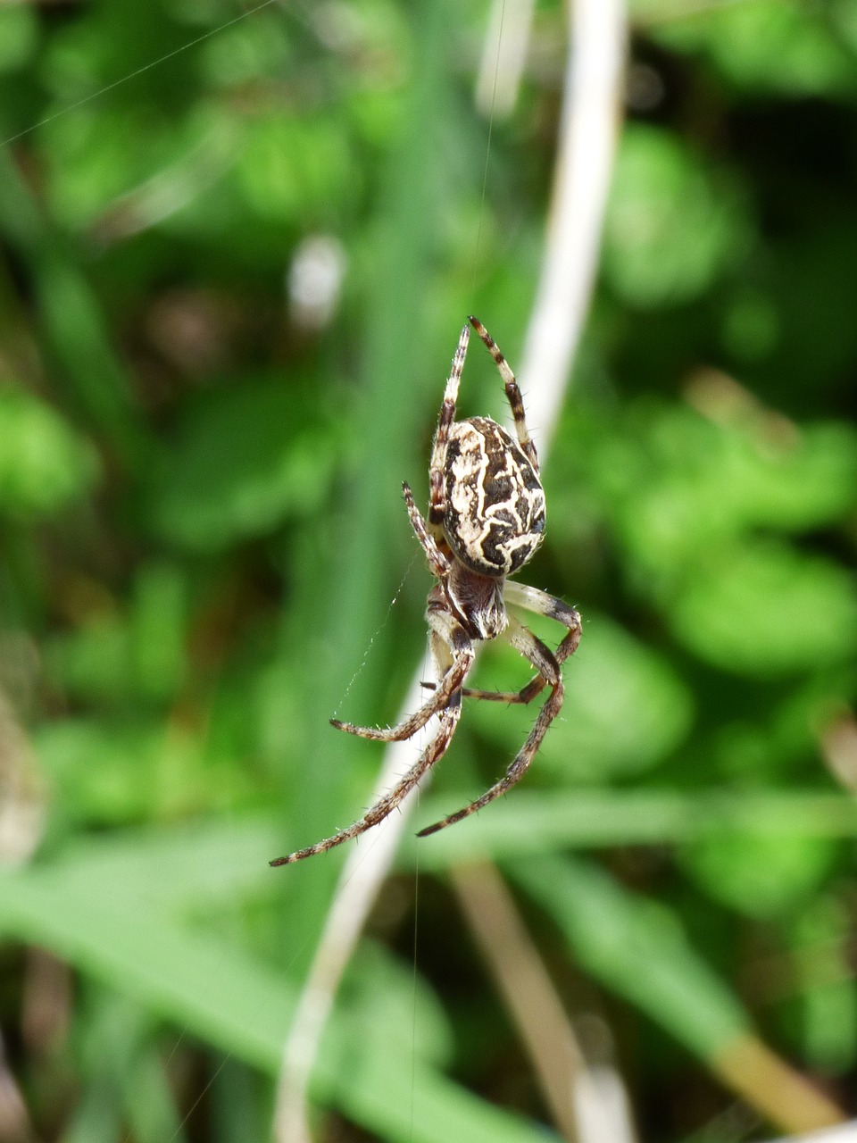 Voras, Arachnid, Agalenatea Redii, Internetas, Pelkė, Plėšrūnas, Nemokamos Nuotraukos,  Nemokama Licenzija