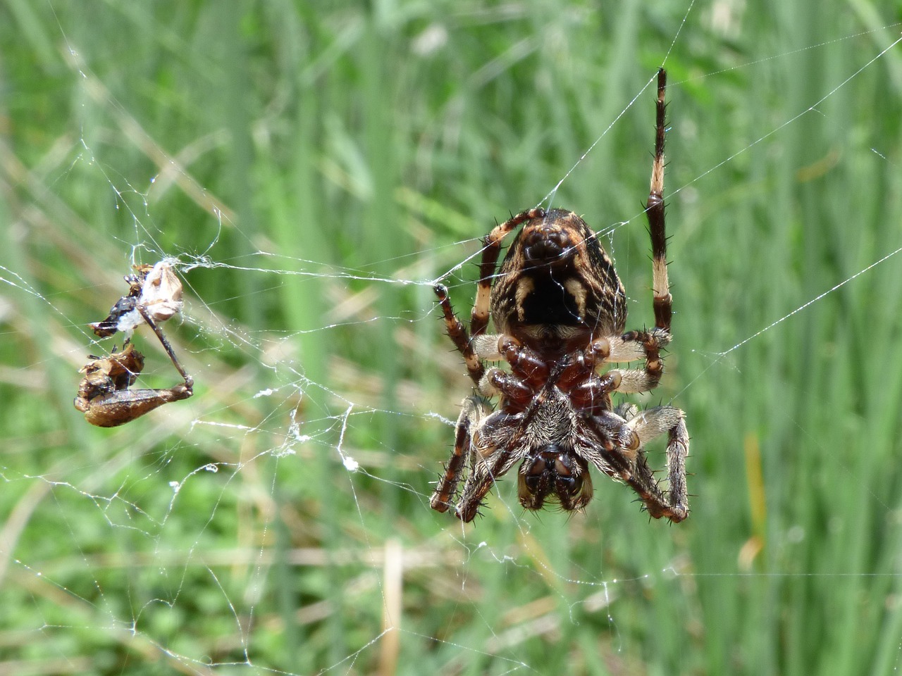 Voras, Arachnid, Agalenatea Redii, Internetas, Pelkė, Plėšrūnas, Nemokamos Nuotraukos,  Nemokama Licenzija