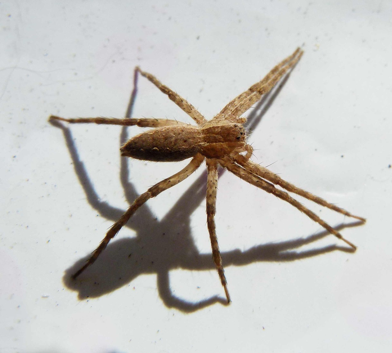 Voras, Šokinėja Voras, Kiauras Voras, Arachnid, Makro, Laukinė Gamta, Nariuotakojų, Sodas, Nemokamos Nuotraukos,  Nemokama Licenzija