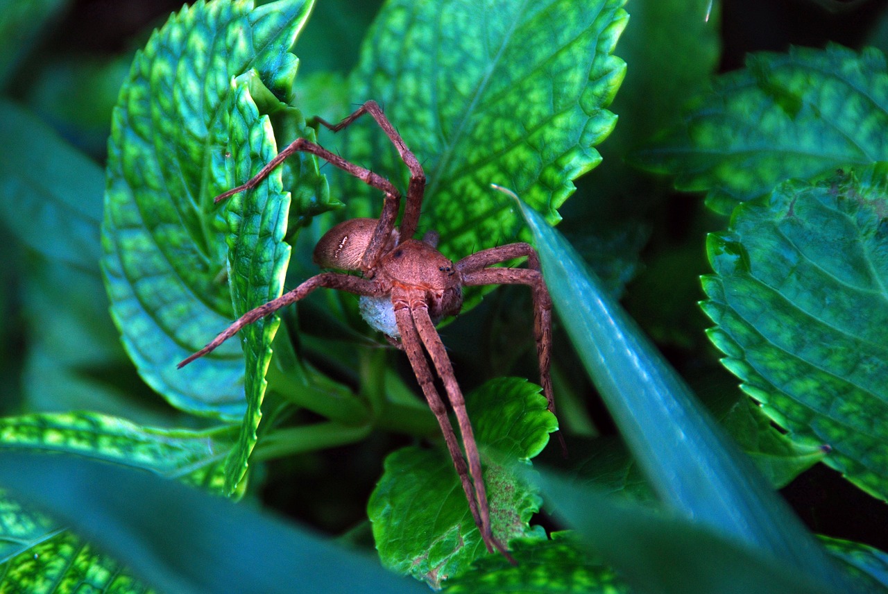 Voras, Gamta, Gyvūnas, Laukinė Gamta, Natūralus, Makro, Arachnid, Plėšrūnas, Žalias, Nemokamos Nuotraukos