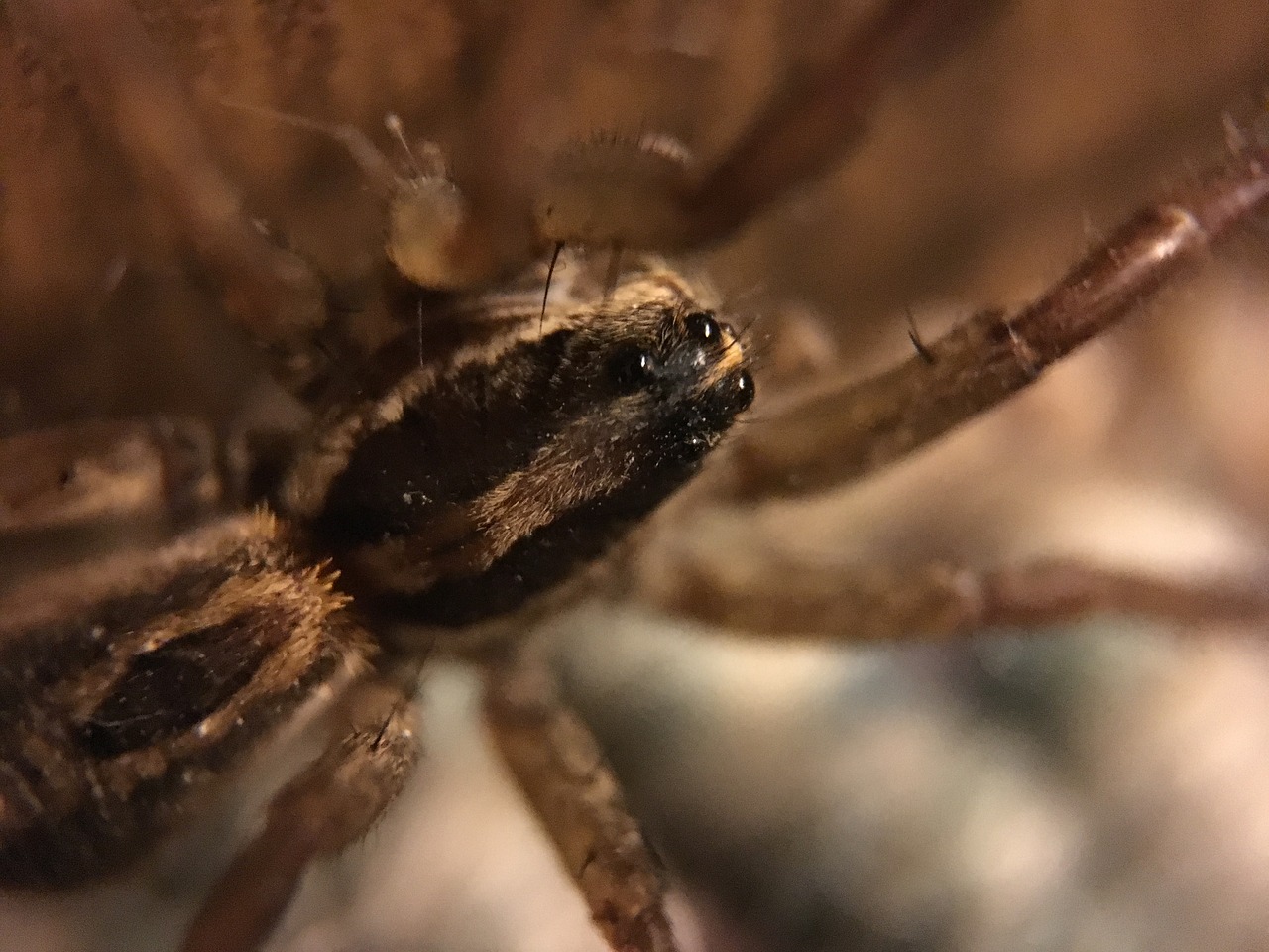 Voras, Vilkų Voras, Arachnid, Nariuotakojų, Nemokamos Nuotraukos,  Nemokama Licenzija