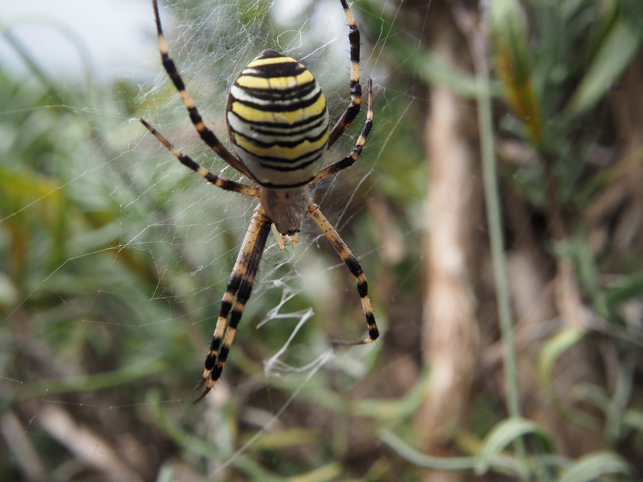 Voras, Isp Spider, Sodas, Tinklas, Gamta, Voratinklis, Gyvūnas, Uždaryti, Baimė, Nemokamos Nuotraukos