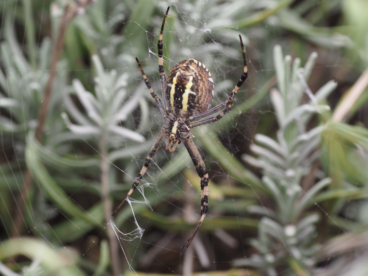 Voras, Tinklas, Voratinklis, Isp Spider, Gamta, Uogos, Nugaros Sriegiai, Uždaryti, Lichtspiel, Vabzdys